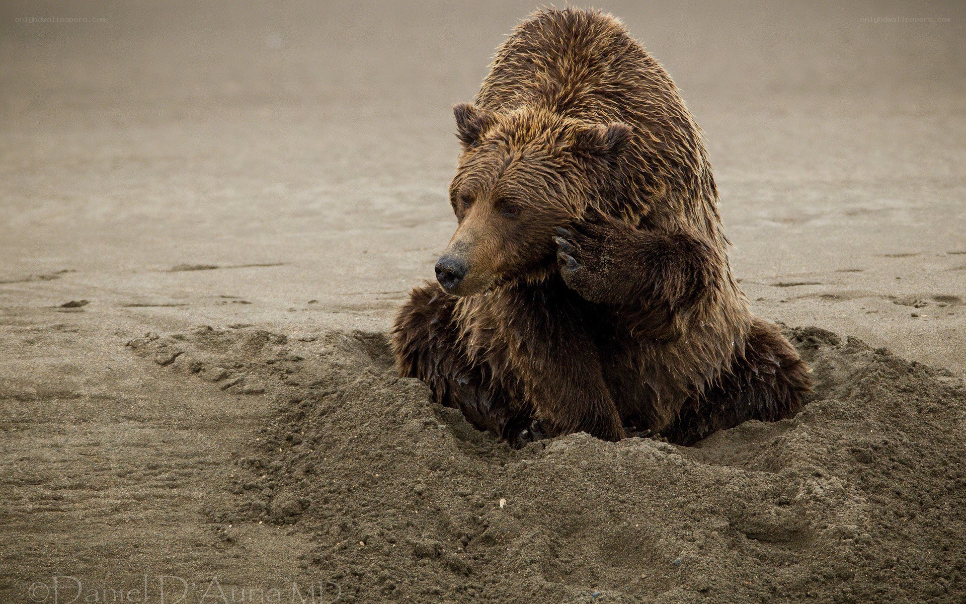Brown bear in sandy pit