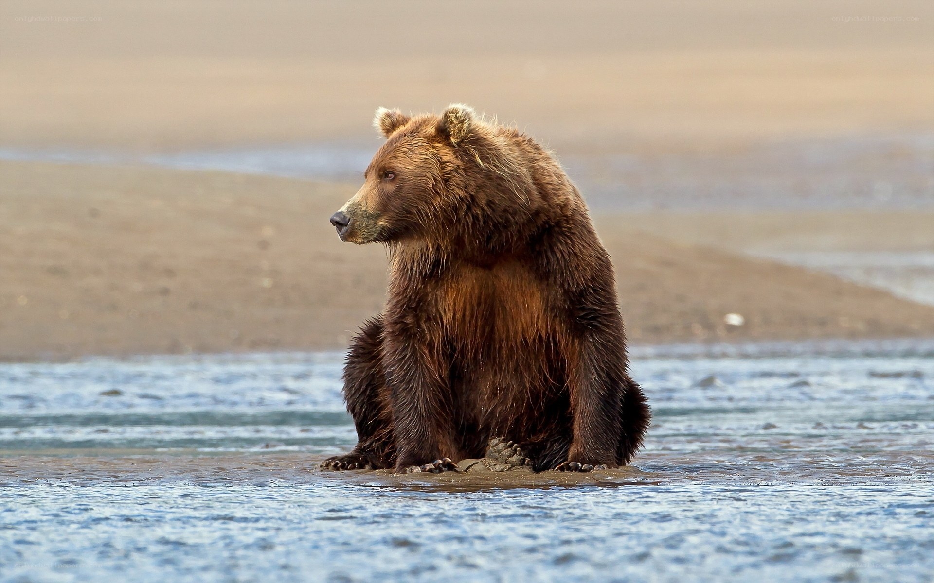 Brown bear in shallow water