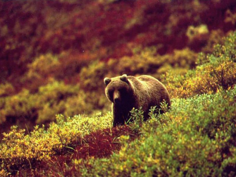 Brown Bear in Shrubs