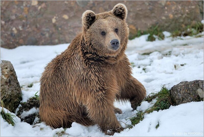 Brown Bear in Snow — Calm