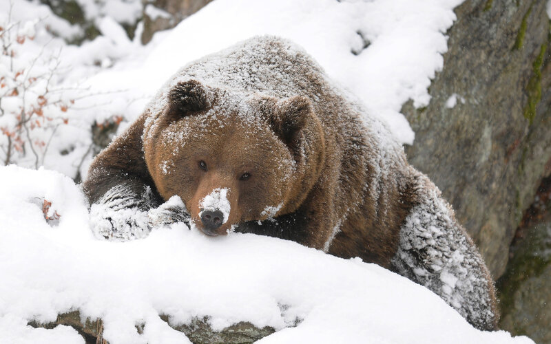 Brown Bear in Snow — Calm, Winter, Photograph, Rock