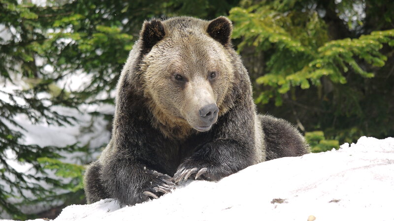 Brown Bear in Snow — Calm, Winter