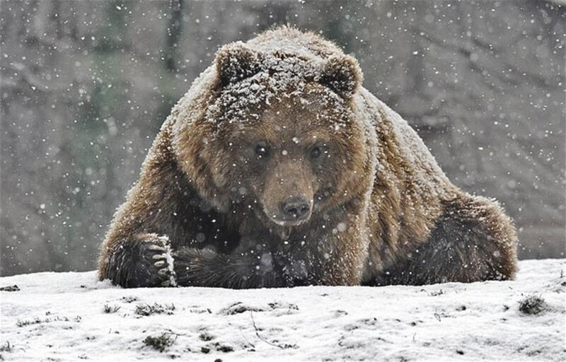 Brown Bear in Snow — Cold
