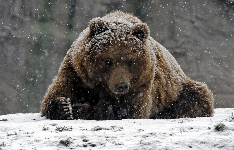 Brown Bear in Snow — Cold, Winter, Photograph, Forest
