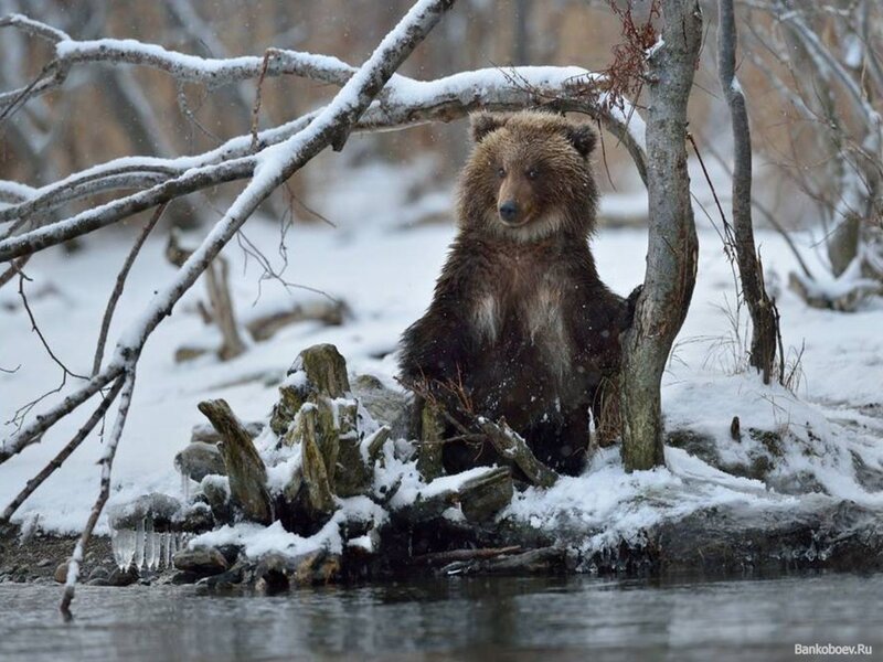 Brown Bear in Snow — Cold, Winter, Photograph, River, Tree, White