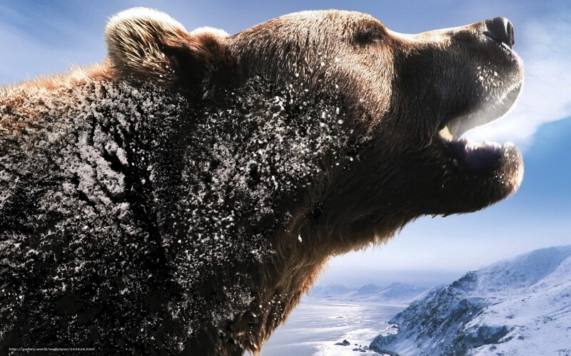 Brown Bear in Snow — Dramatic, Winter, Photograph, Mountains, Sky
