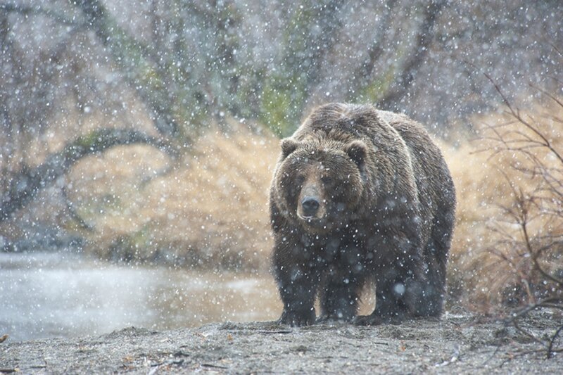 Brown Bear in Snow — Dramatic, Winter, Photograph, River