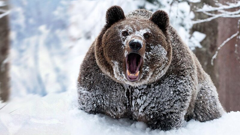 Brown Bear in Snow — Dramatic, Winter, Photograph, Trees, Forest