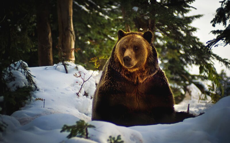 Brown Bear in Snow — Dramatic, Winter, Photograph, Trees, Forest, White, Green