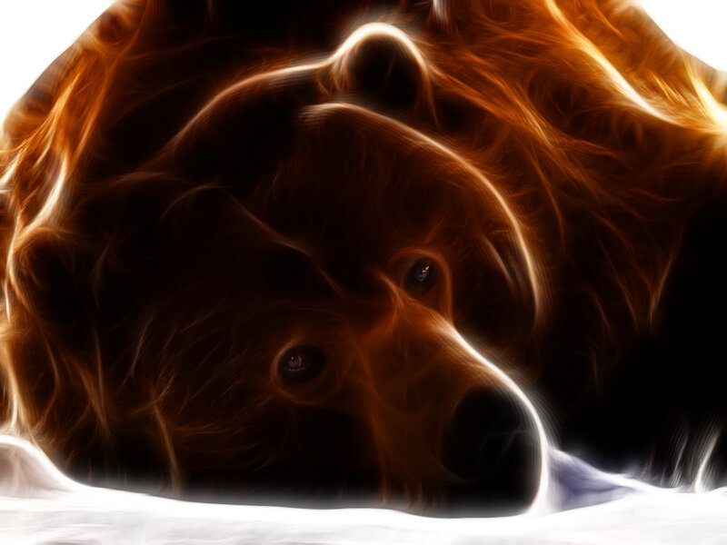 Brown Bear in Snow — Dramatic, Winter
