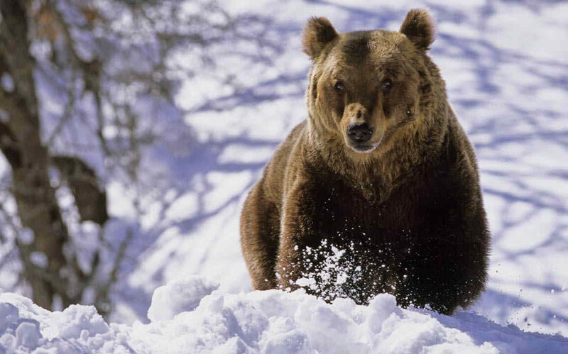 Brown Bear in Snow — Intense