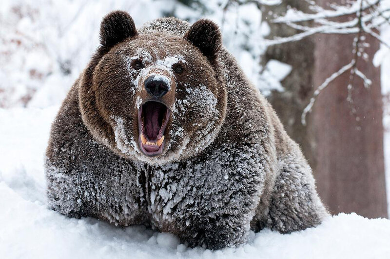 Brown Bear in Snow — Intense, Winter
