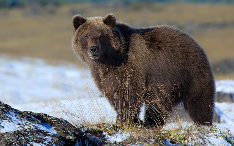 Brown Bear in Snow — Natural