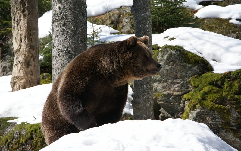 Brown Bear in Snow — Natural, Winter, Photograph