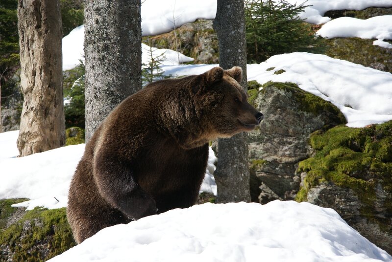Brown Bear in Snow — Natural, Winter, Photograph, Trees