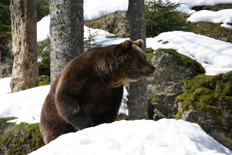 Brown Bear in Snow — Natural, Winter