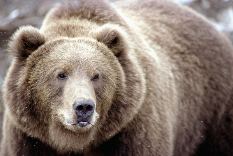 Brown Bear in Snow — Neutral