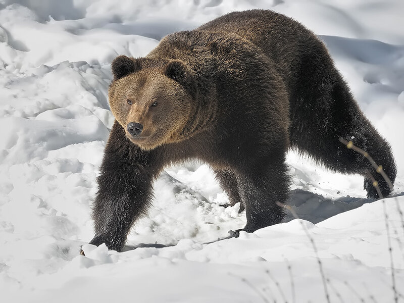 Brown Bear in Snow