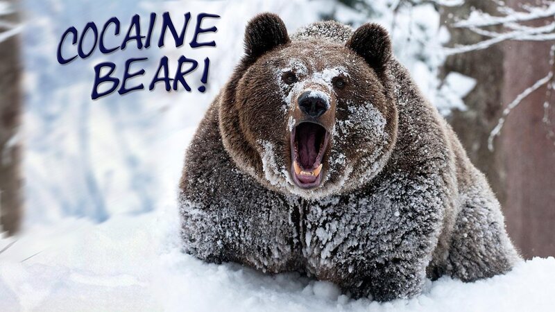 Brown Bear in Snow — White, Aggressive