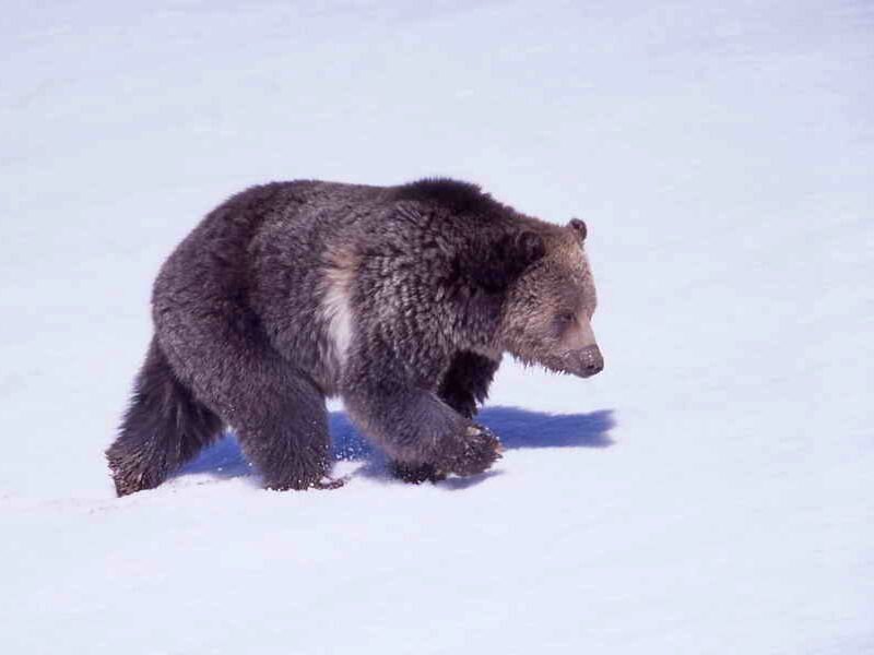 Brown Bear in Snow — White, Calm