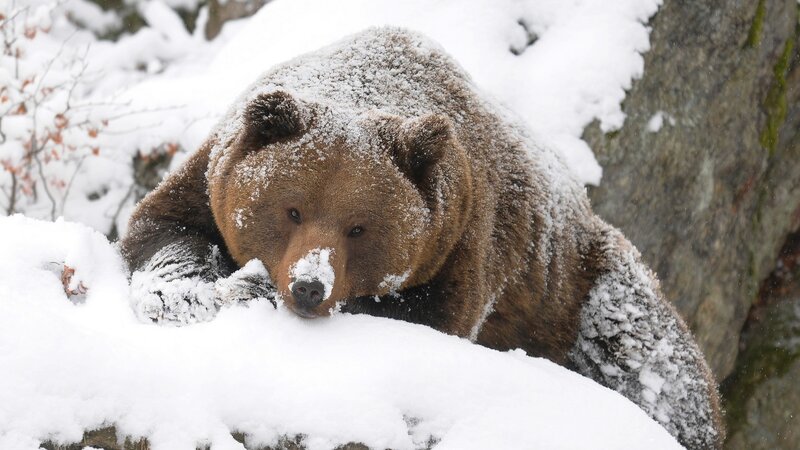 Brown Bear in Snow — White, Calm, Winter, Photograph