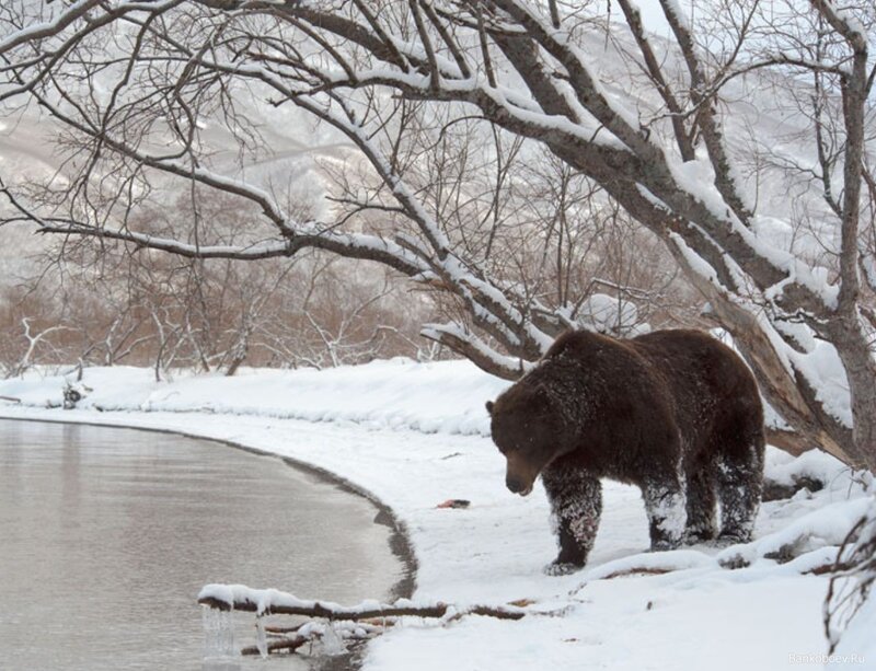 Brown Bear in Snow — White, Cold