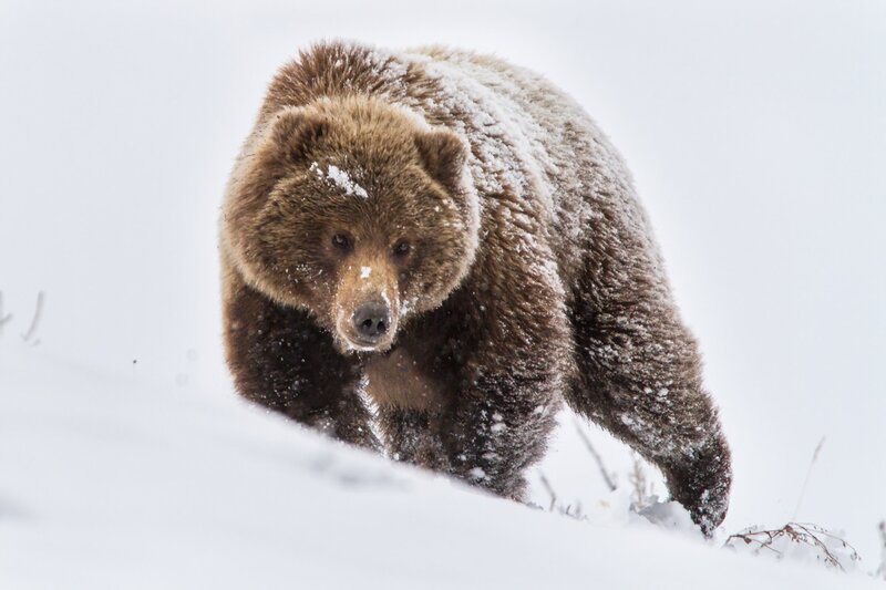 Brown Bear in Snow — White, Dramatic