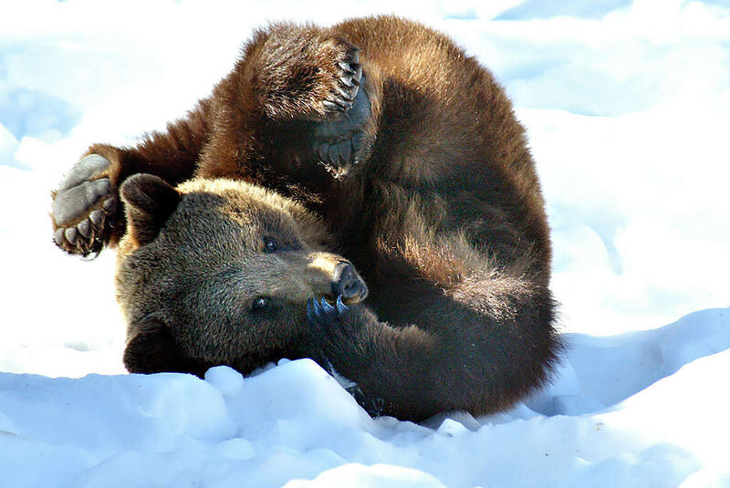 Brown Bear in Snow — White