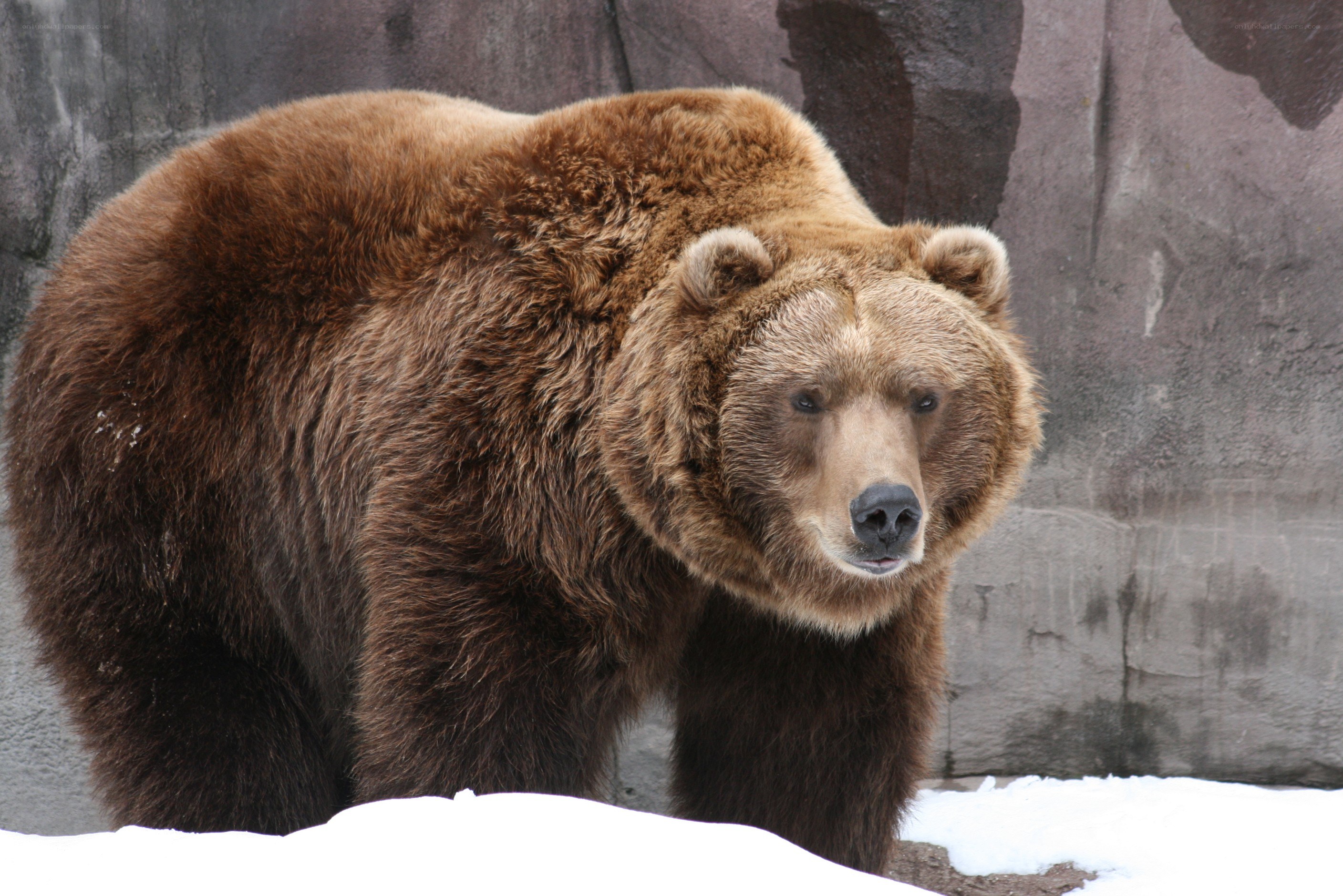 Brown bear in snowy enclosure