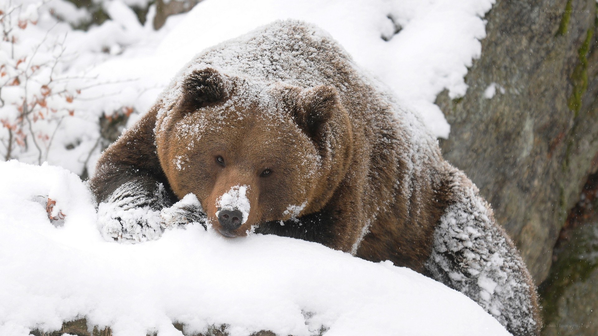 Brown bear in snowy forest
