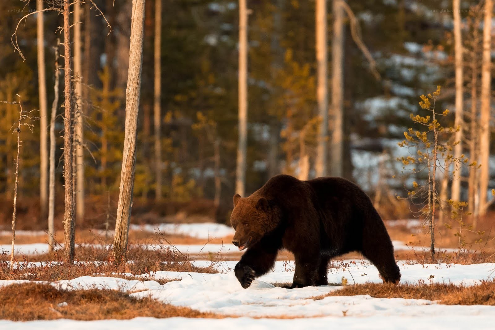 Brown bear in snowy forest