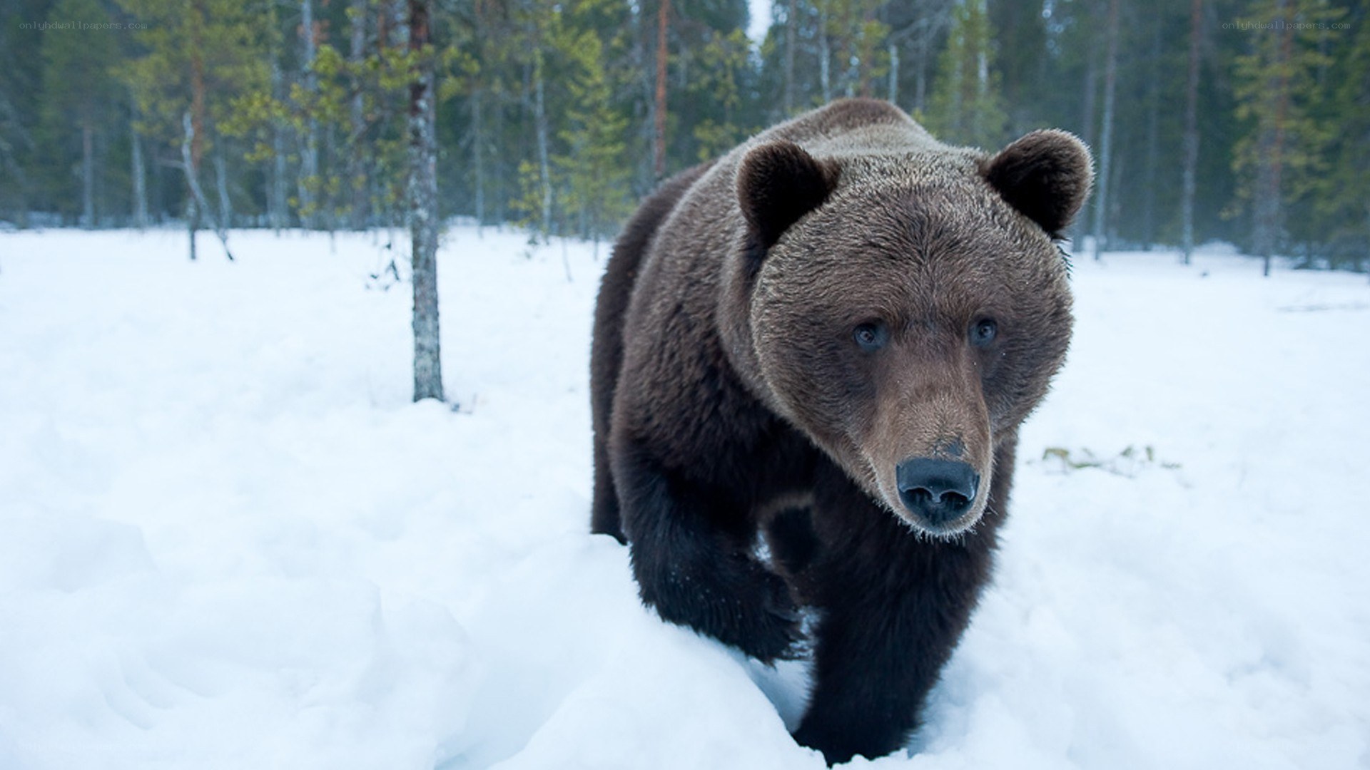 Brown bear in snowy forest