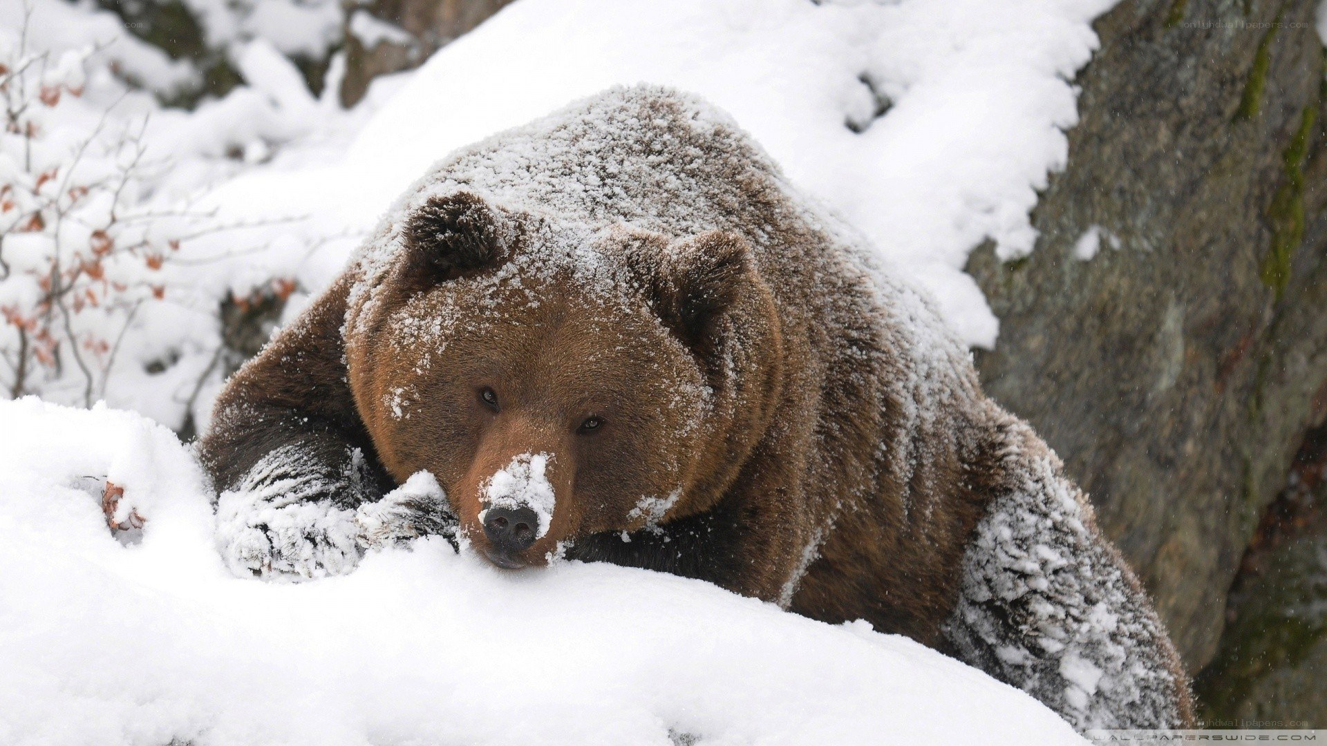 Brown bear in snowy forest