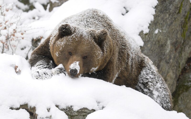 Brown bear in snowy forest