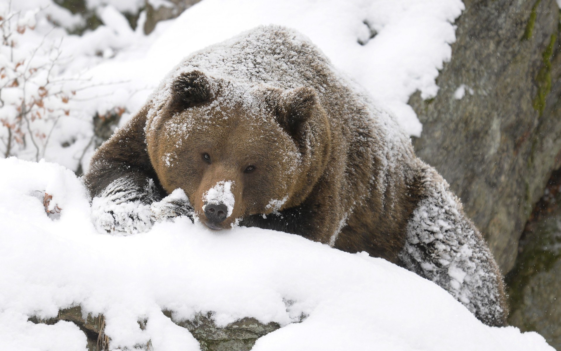 Brown bear in snowy forest