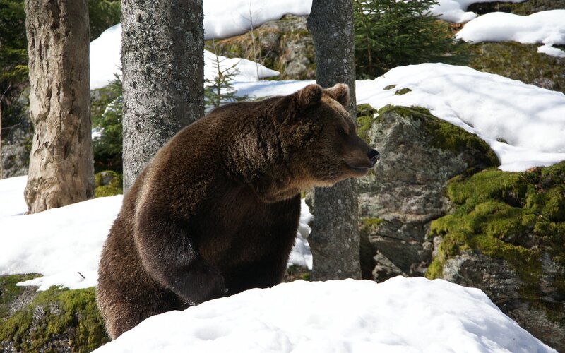 Brown bear in snowy forest