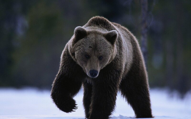Brown bear in snowy forest