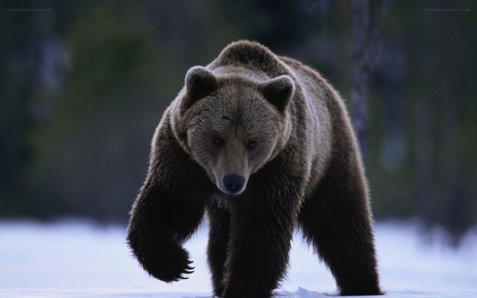 Brown bear in snowy forest