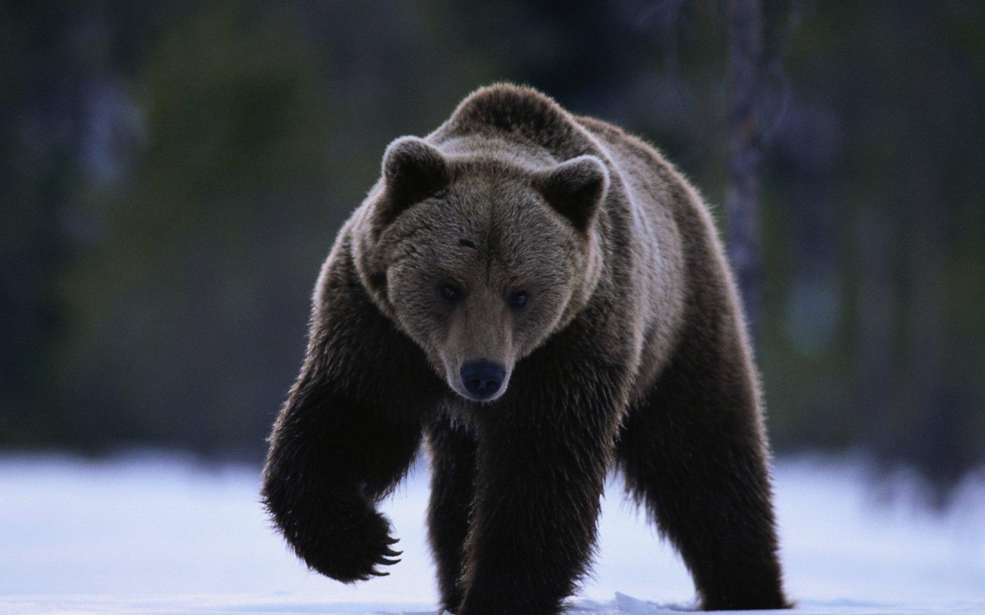 Brown bear in snowy forest