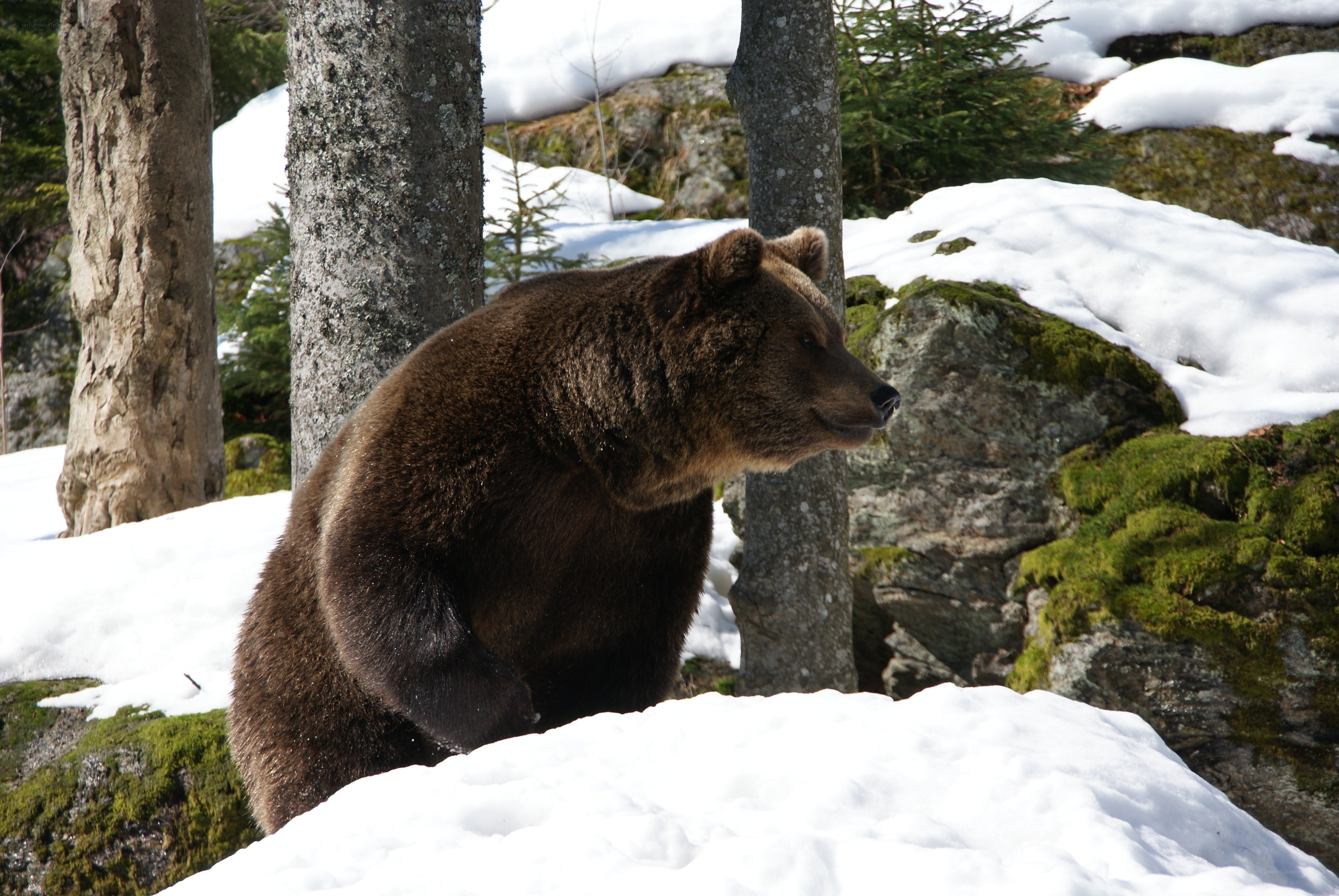 Brown bear in snowy forest
