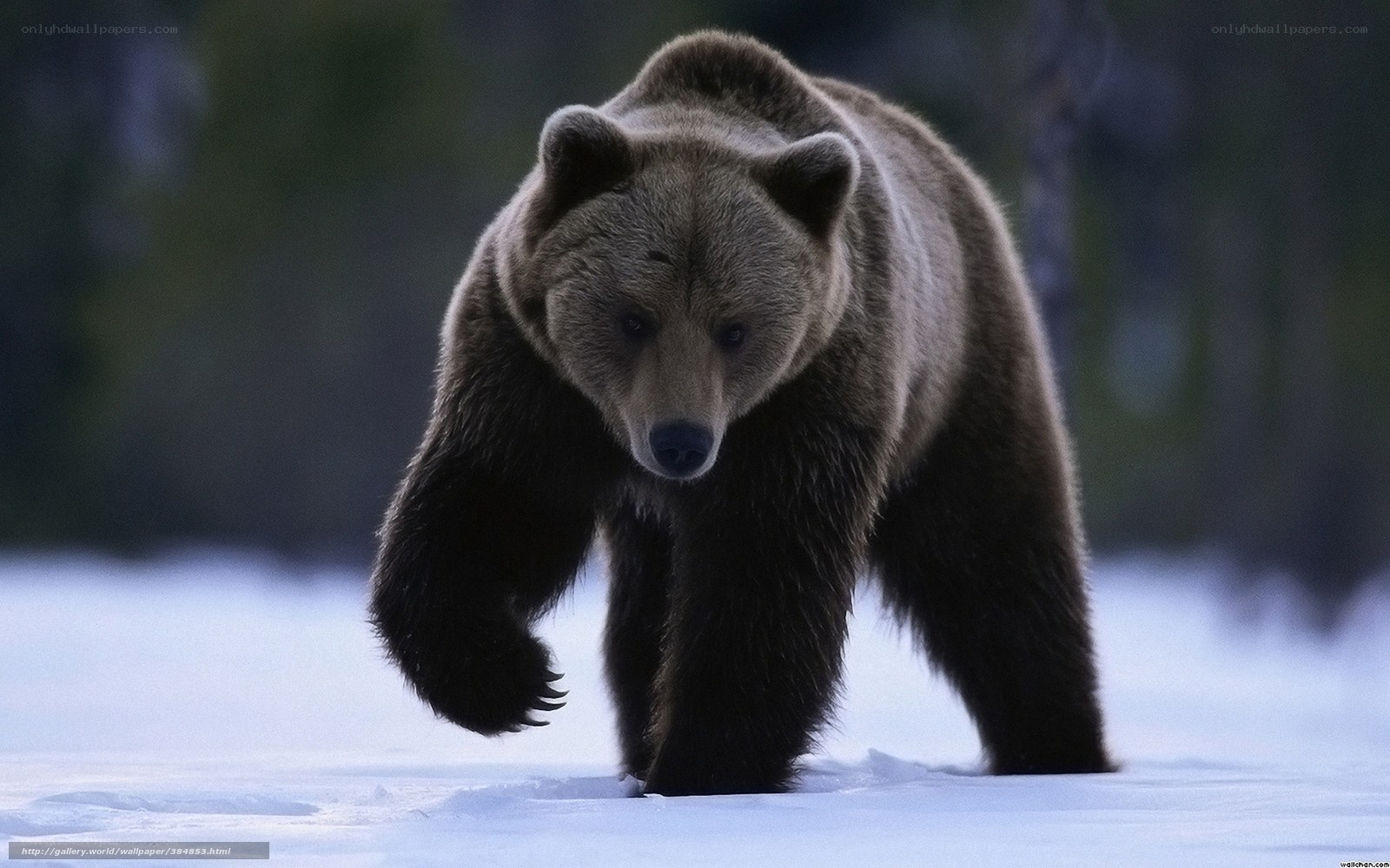 Brown bear in snowy forest