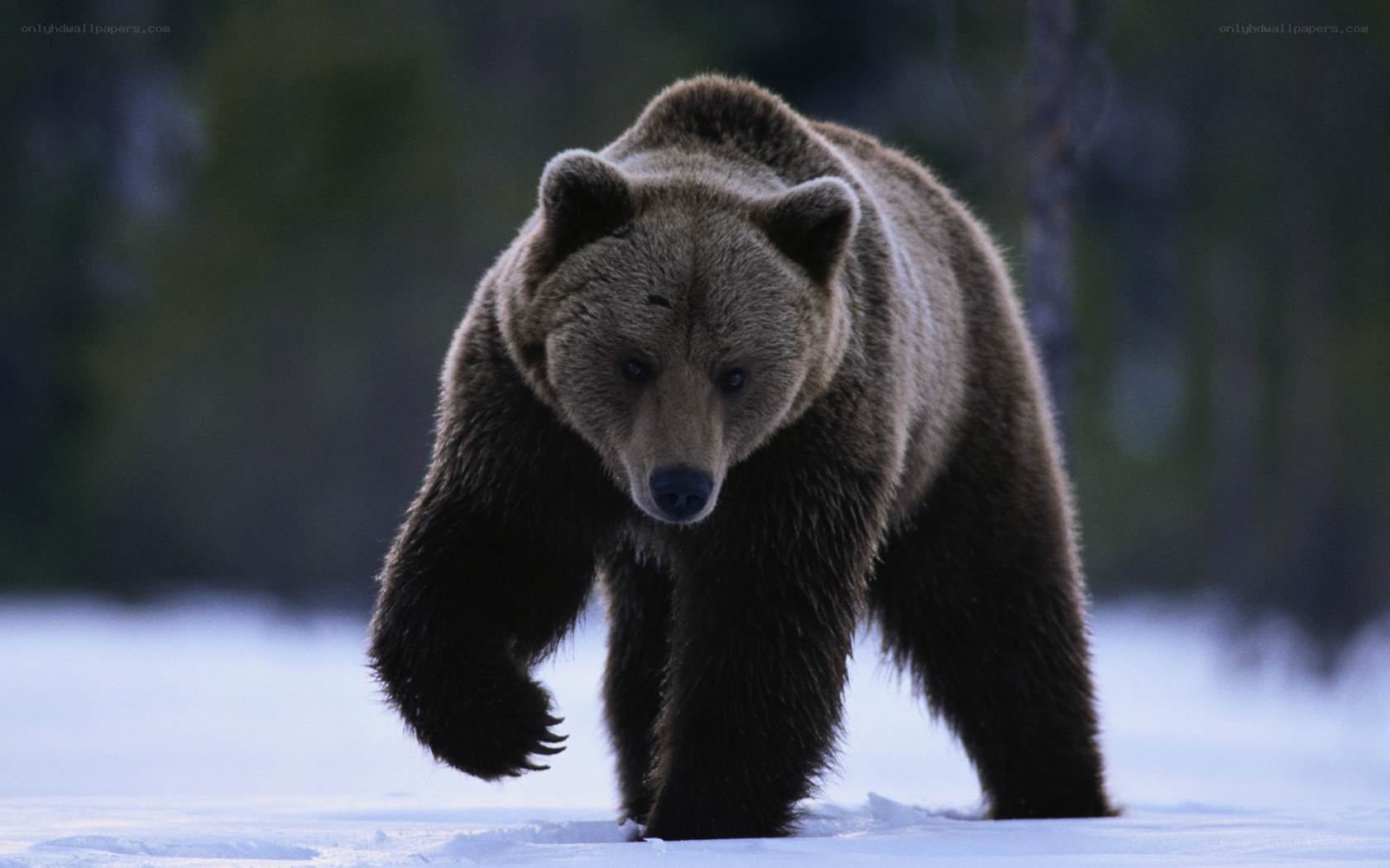 Brown bear in snowy forest