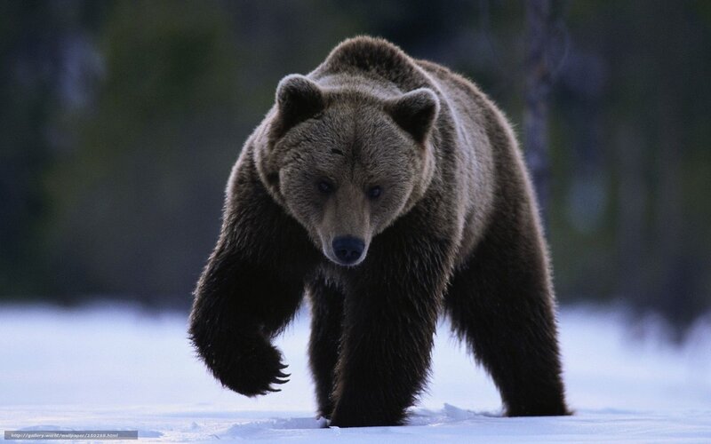 Brown bear in snowy forest