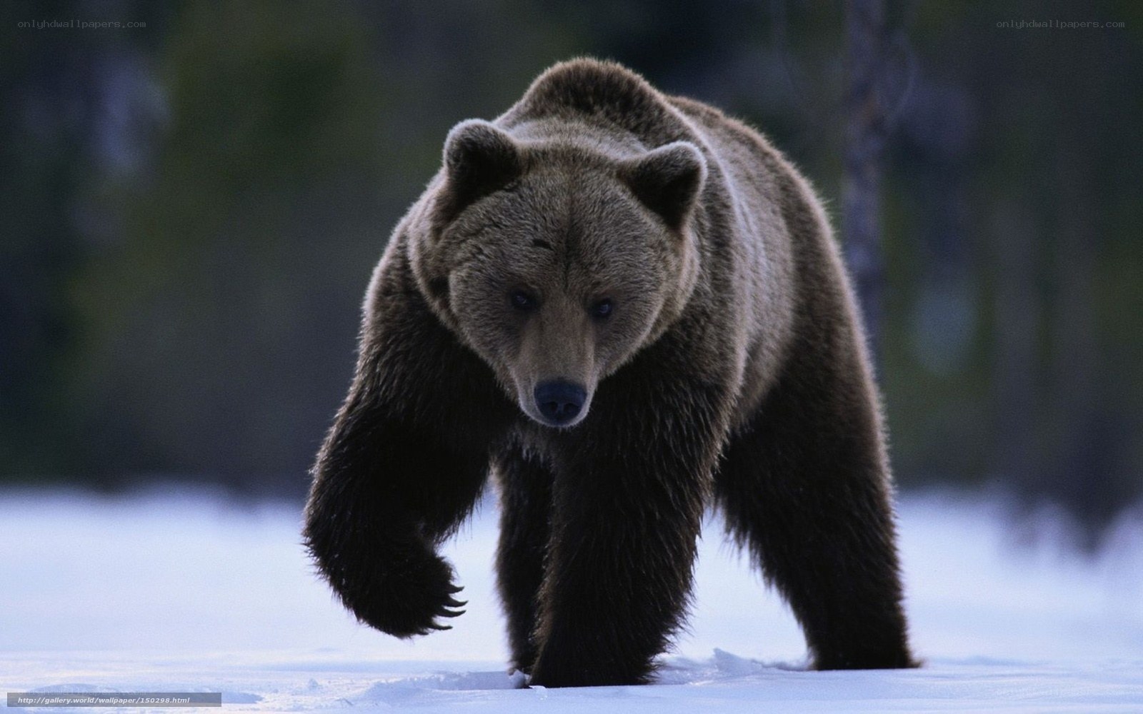 Brown bear in snowy forest