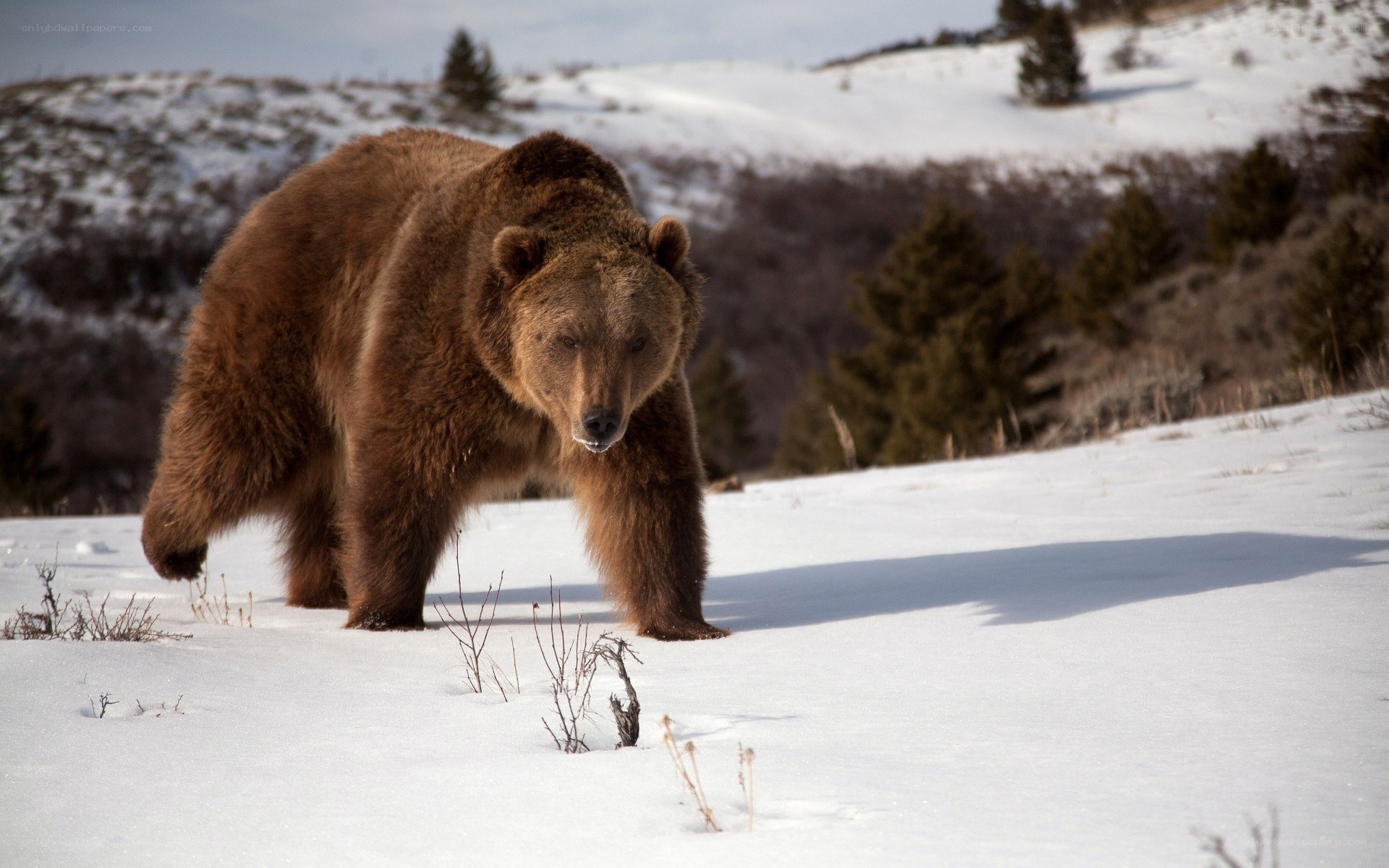 Brown bear in snowy landscape