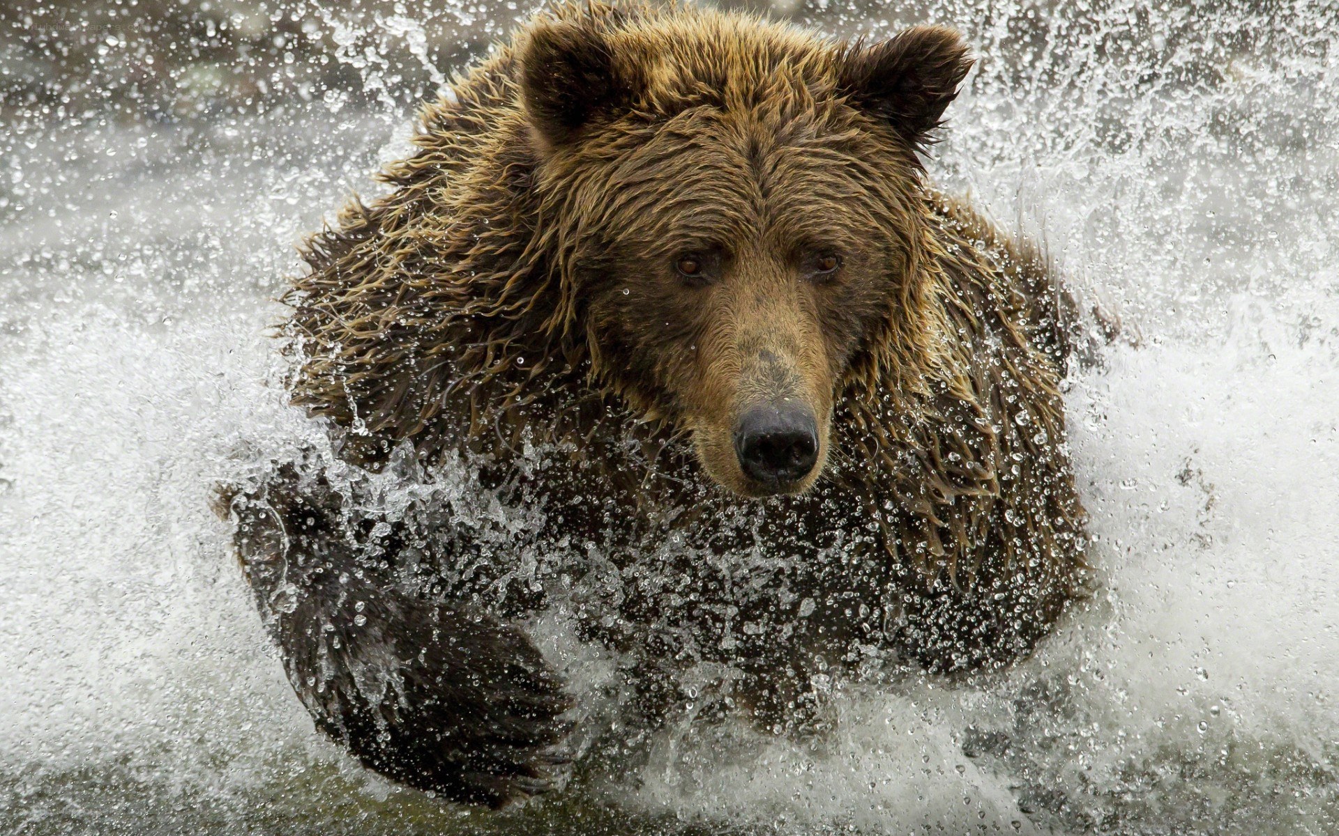 Brown bear in splashing water