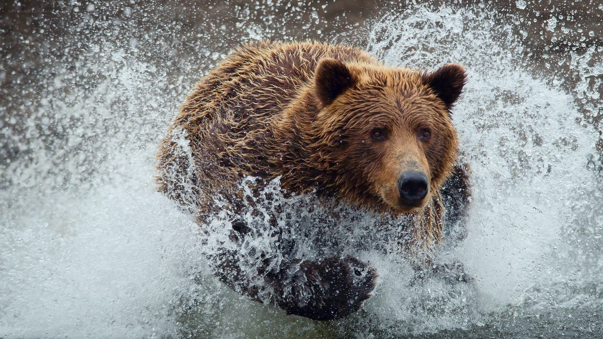 Brown bear in splashing water