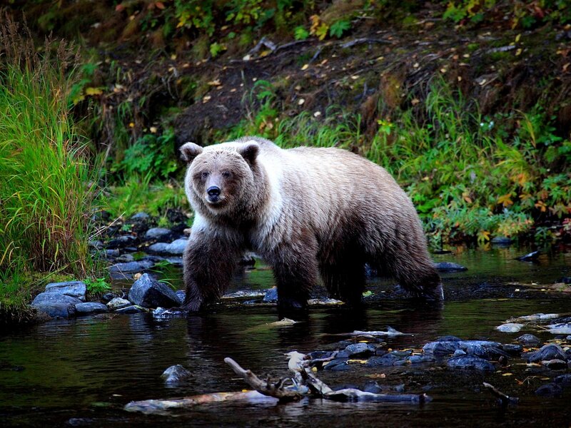 Brown Bear in Stream — Green