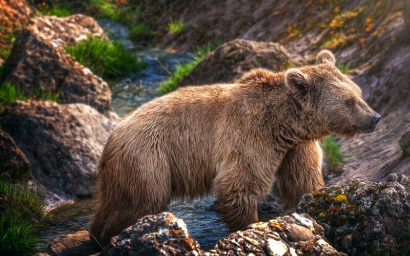 Brown Bear in Stream — Natural