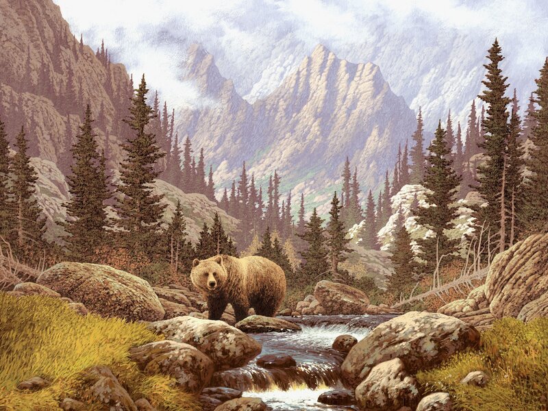 Brown Bear in Stream — Serene, Morning